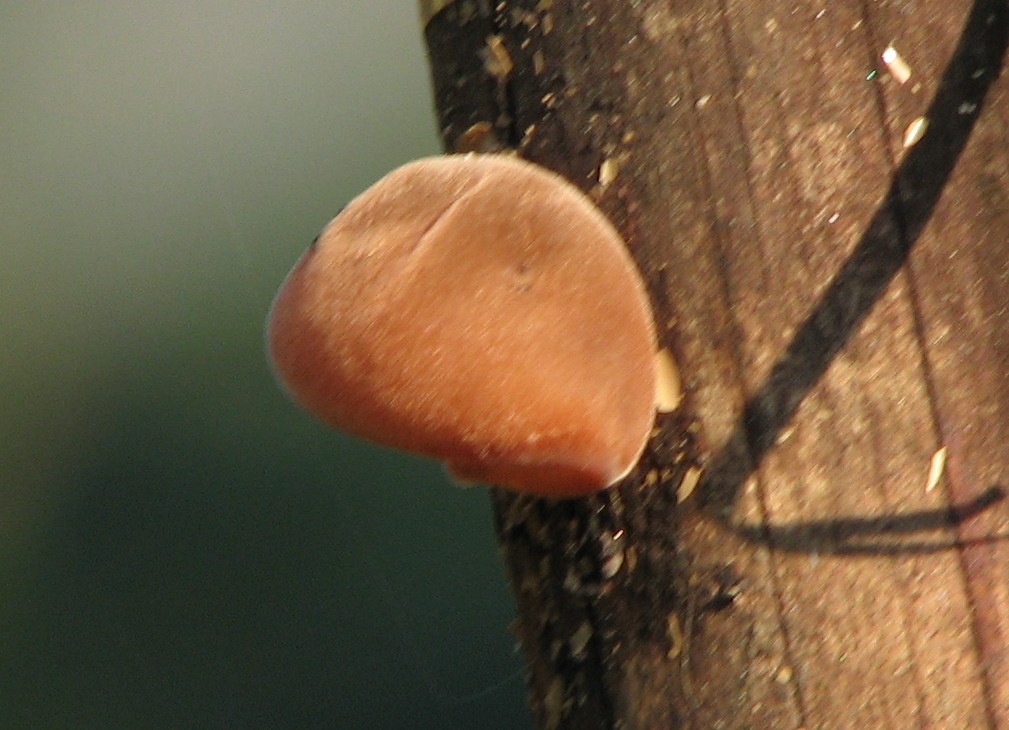 fungo gelatinoso arancione